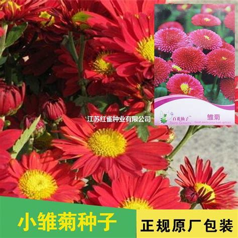 小雛菊種子|如何種雛菊